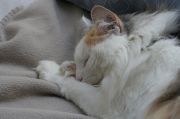 Tilf�ldigt billede